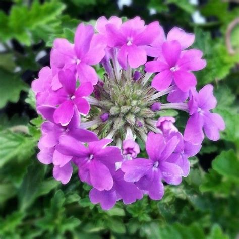 Look At This Garden Beauty It S Called Homestead Verbena Or Verbena Canadensis And Is A Great