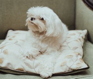 Cómo cuidar a un Bichón Maltés MEJORESPERROS