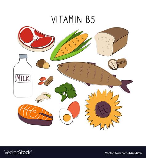 Vitamin B5 Pantothenic Acid Groups Of Healthy Vector Image