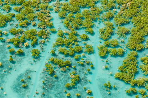 Satellite Images Reveal Global Losses Of Tidal Wetlands Over Past Two