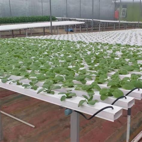 Lettuce Grow Hydroponic Drip Irrigation Hydroponics Solution Nutrient