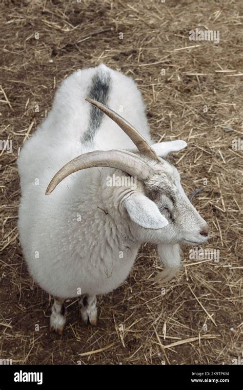 Domestic Goat Capra Hircus Male Hi Res Stock Photography And Images Alamy