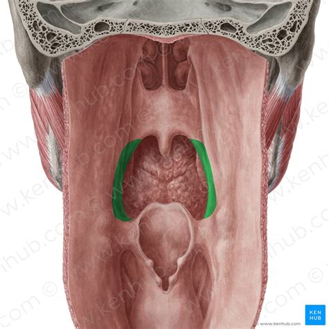 Soft Palate Structure Muscles Function Kenhub