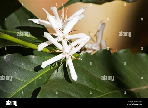 Arabica Coffee Plant Flowers Hi Res Stock Photography And Images Alamy