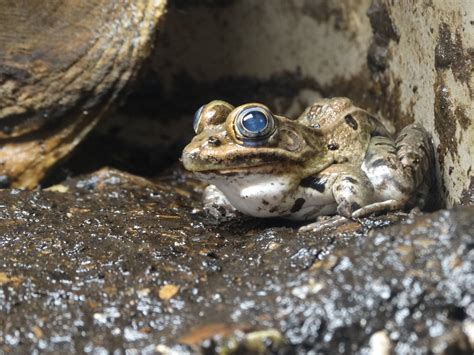 Nov 2015 Herpaquarium Northern Leopard Frog Zoochat