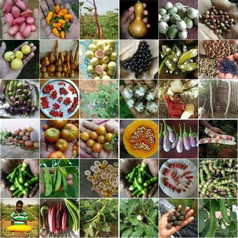 Native Seeds Collection Tamilnadu Seeds Seed Bank Sustainable Farming