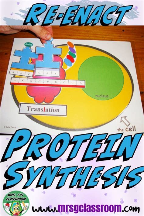 Protein Synthesis Game Carry The Information Necessary To Make A