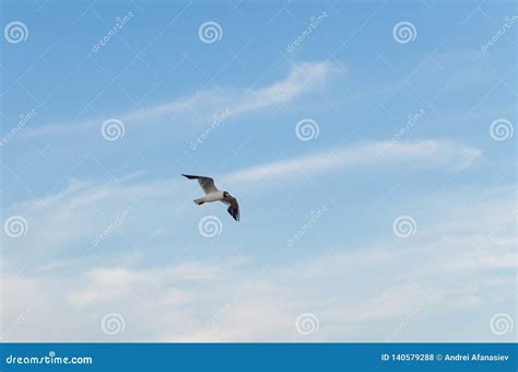 Seagull Flying In The Blue Sky Over The Sea Stock Photo Image Of