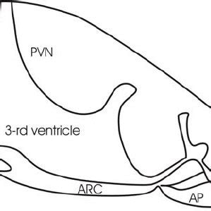 2 Diagram of hypothalamic nuclei. PVN-paraventricular nucleus, SCN –... | Download Scientific ...