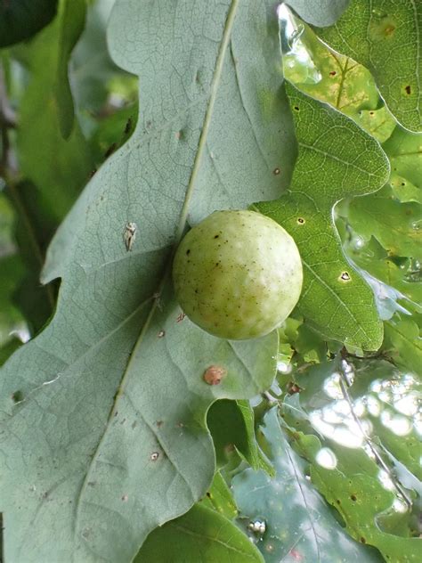 Oak Cherry Gall Cherry Wasp Gall Cynips Quercusfolii O Flickr