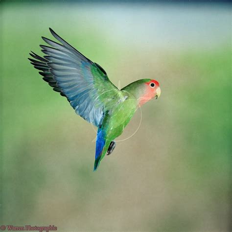 Rosy Faced Lovebird Photo Love Birds Cute Birds Pet Birds