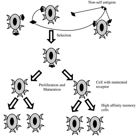 Process Of Clonal Selection Proliferation And Affinity Maturation