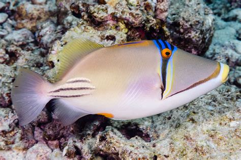 Arabian Picasso Triggerfish Rhinecanthus Assasi En Ara Flickr