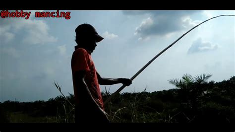 Mancing Ikan Gabus Di Rawa Rawa YouTube