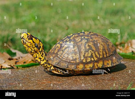 Eastern Box Turtle Terrapene Carolina Carolina Stock Photo Alamy