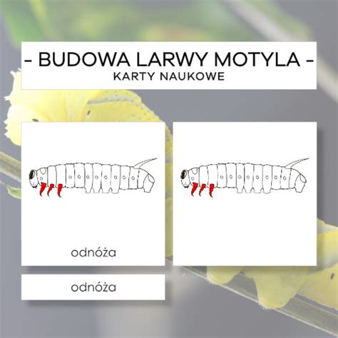 Budowa Larwy Motyla Karty Naukowe Szt Materia Y Montessori