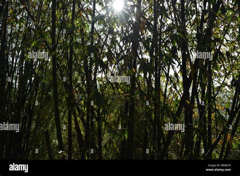 Sikkim India Forest Hi Res Stock Photography And Images Alamy