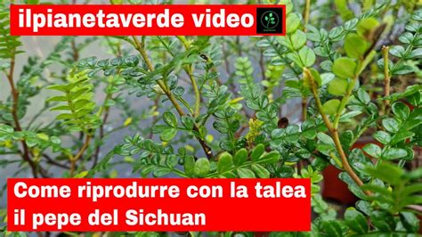 Come Riprodurre Con La Talea Il Pepe Del Sichuan YouTube