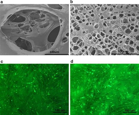 SEM Observation Of The Scaffolds And Cell Attachment A Front Side Of