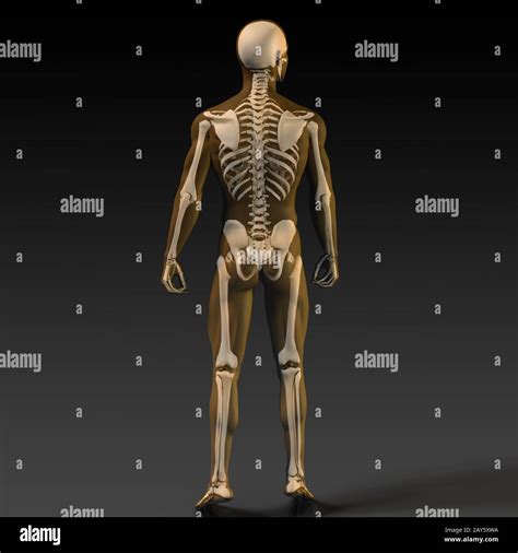 Human Bone Structure Anatomy