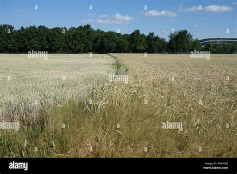 Triticum aestivum, wheat, Secale cereale, rye Stock Photo - Alamy