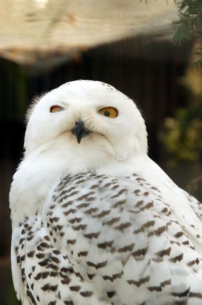 Snowy Owl White Hedwig Free Stock Photo Public Domain Pictures