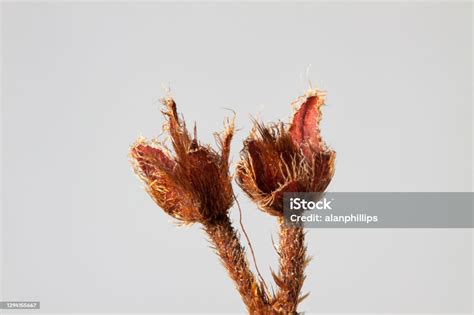 Two Open Dead Azalea Seed Pods Stock Photo Download Image Now