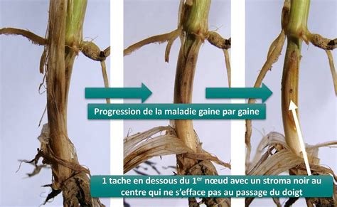 Piétin verse bien évaluer le risque en 2023 Journal Paysan Breton