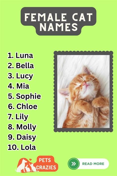 250+ Female Cat Names (Inspiration Guide)