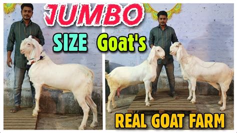 Jumbo Size Patira Goat Collection At Real Goat Farm Saste Bakra Bakri