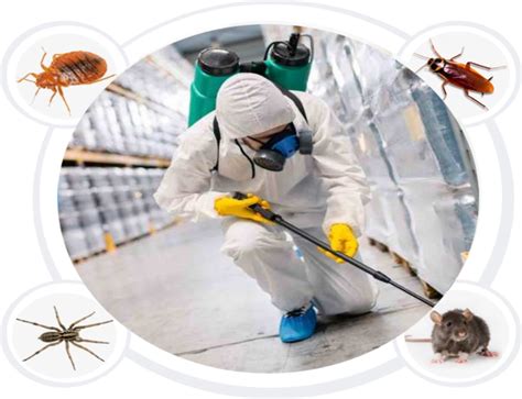 Pest Control Services In Hyderabad Sanitization Service Termite