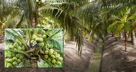 Encikshino Panduan Lengkap Menanam Kelapa Dan Varieti Kelapa Di