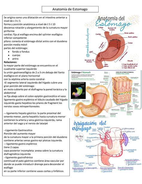 Apuntes 3 Gastro Anatomía de Estomago Se origina como una dilatación