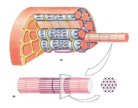 Microscopic anatomy of a skeletal muscle fiber Quiz