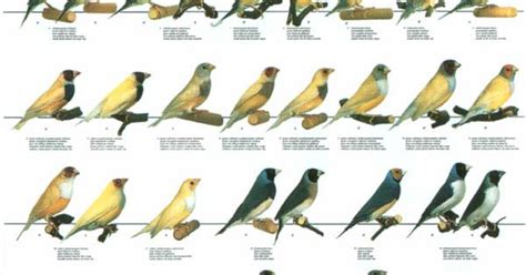 Lady Gouldian Finch Com Bird Posters Tabule Ptaci Pinterest