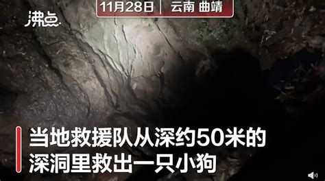 小狗掉50米深洞6年救援队14天救出：靠村民投喂活到现在刘伍兵才成功曲靖