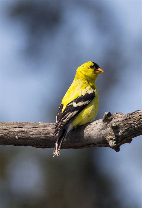 Birds American Goldfinch Port Townsend Washington Joel Rogers