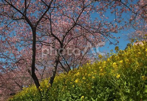 菜の花と河津さくらの競演 No 29028541｜写真素材なら「写真ac」無料（フリー）ダウンロードok