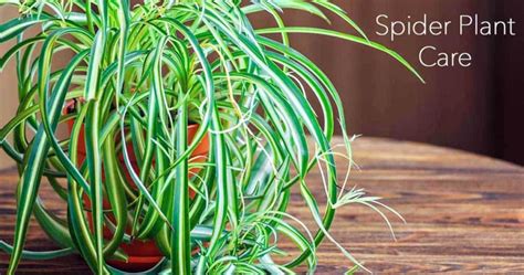 Spider Plant Care Growing The Chlorophytum Comosum [how To]