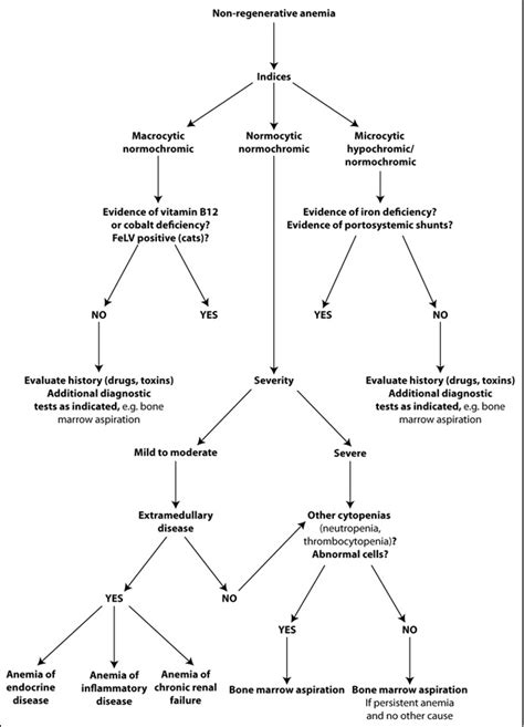 Diagnostic Algorithm For Non Regenerative Anemia Eclinpath