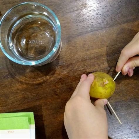 Preschool Science: Root Study Experiment – Jack of All Trades