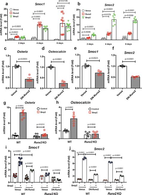 Regulation Of Smoc And Smoc Expressions By Runx And Bmp A B