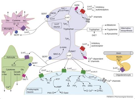 Signaling At G Protein Coupled Serotonin Receptors Recent Advances And Future Research