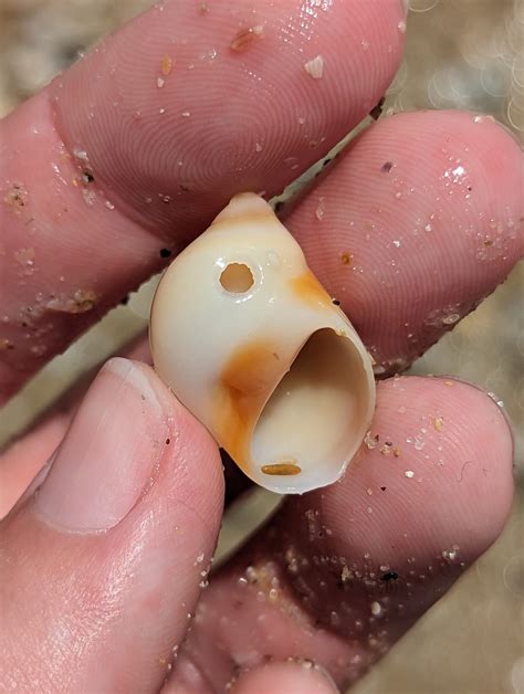 Conical Moon Snail From The Keppels Qld Australia On September