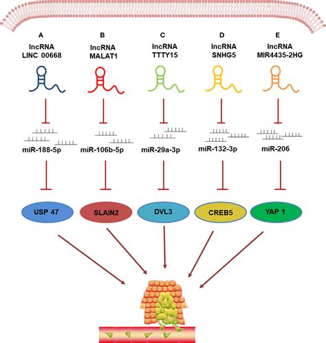 Frontiers The Emerging Landscape Of Long Non Coding Rnas In