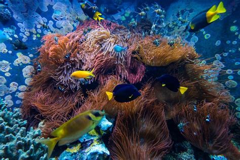 Escena Submarina Grupos De Peces De Arrecifes De Coral En Agua Clara