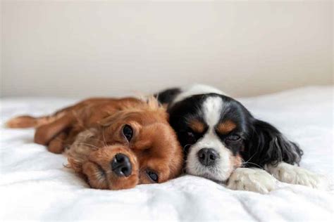 Why Do Cavaliers Sleep On Your Head Spaniel Advice