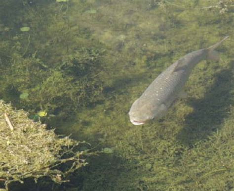 Researchers Tracking Invasive Grass Carp In Lake Erie