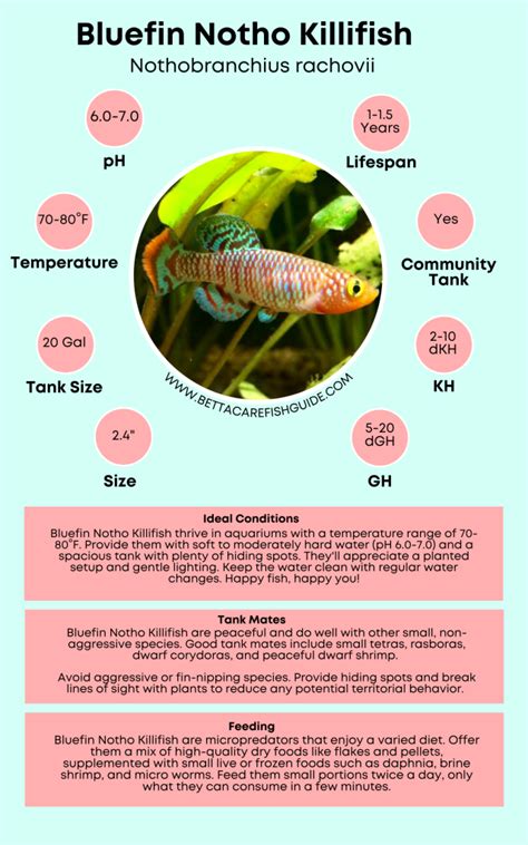 Types Of Killifish How To Care For Them