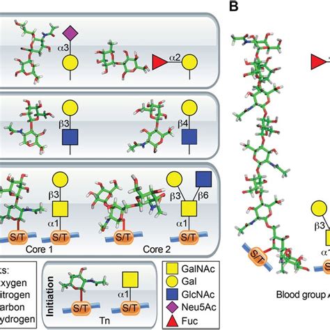 Schematic Pathway Of O Galnac Glycan Biosynthesis Human Lectin Domain